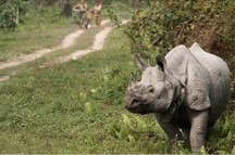 Kaziranga - Wildlife Safari Kaziranga - Wildlife Safari